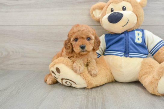 Best Cavapoo Baby