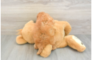 Smart Cavapoo Poodle Mix Pup