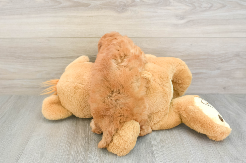 Smart Cavapoo Poodle Mix Pup