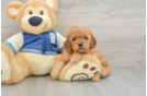 Petite Cavapoo Poodle Mix Pup