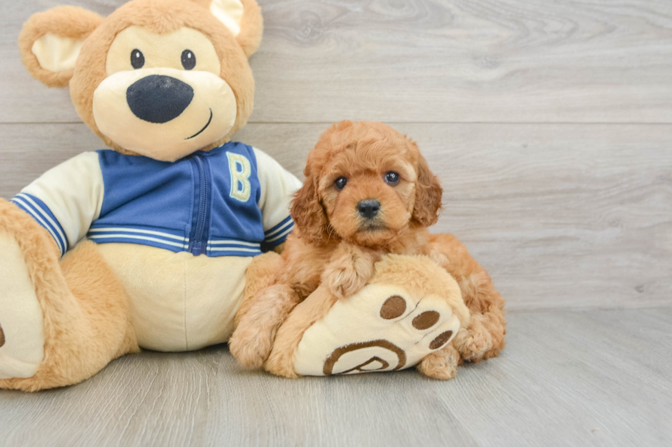 Petite Cavapoo Poodle Mix Pup