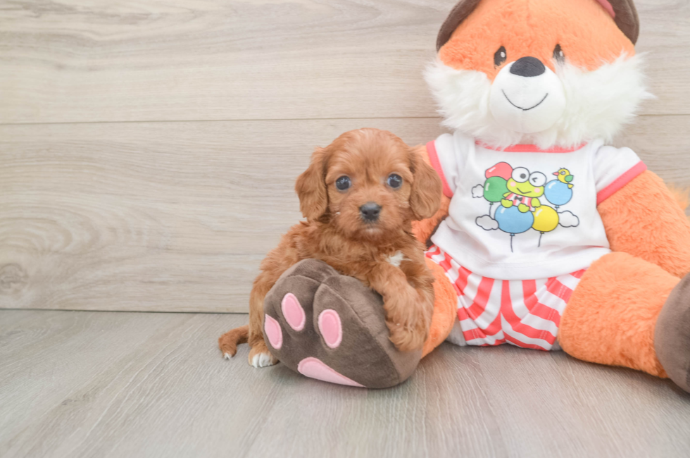 5 week old Cavapoo Puppy For Sale - Pilesgrove Pups