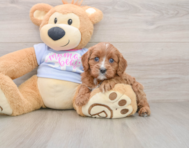 8 week old Cavapoo Puppy For Sale - Pilesgrove Pups