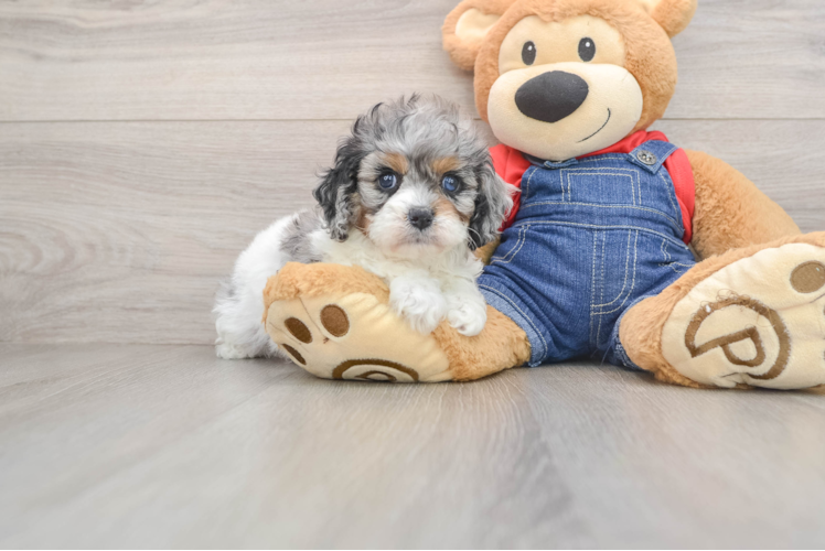 Small Cavapoo Baby