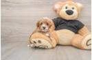 Smart Cavapoo Poodle Mix Pup