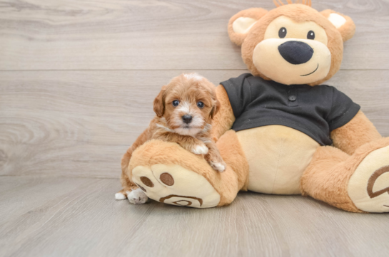 Smart Cavapoo Poodle Mix Pup