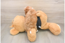 Cavapoo Puppy for Adoption