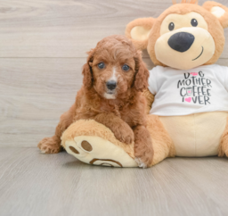 7 week old Cavapoo Puppy For Sale - Pilesgrove Pups