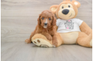 Best Cavapoo Baby