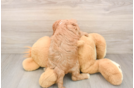 Popular Cavapoo Poodle Mix Pup