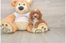Best Cavapoo Baby