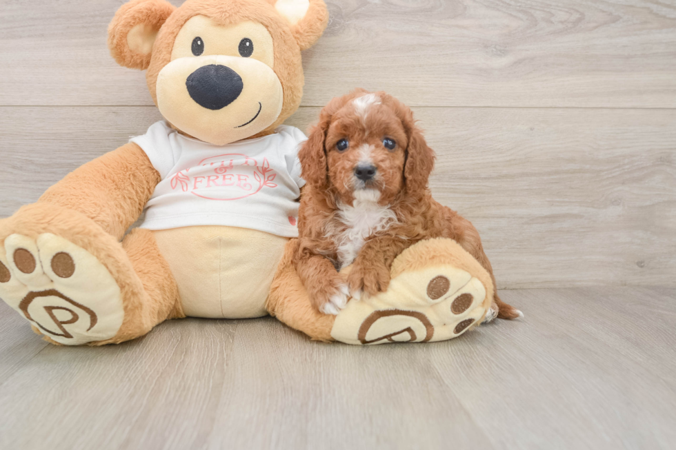 Best Cavapoo Baby
