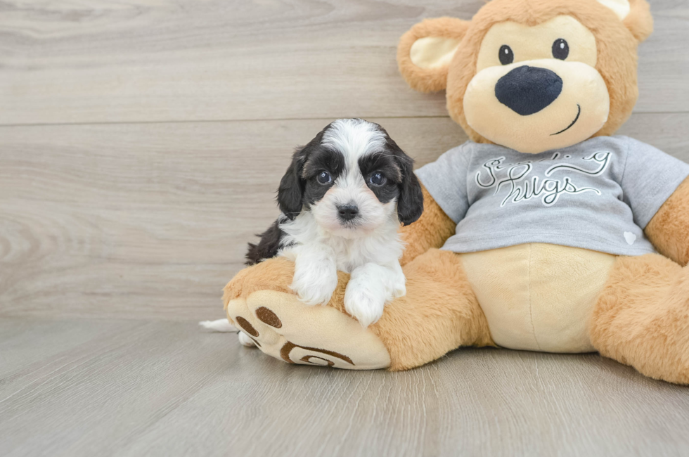 5 week old Cavapoo Puppy For Sale - Pilesgrove Pups
