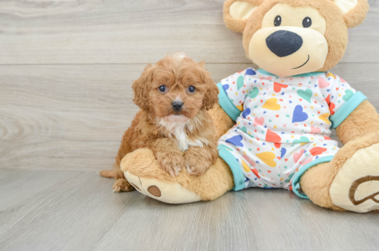 Cavapoo Puppy for Adoption