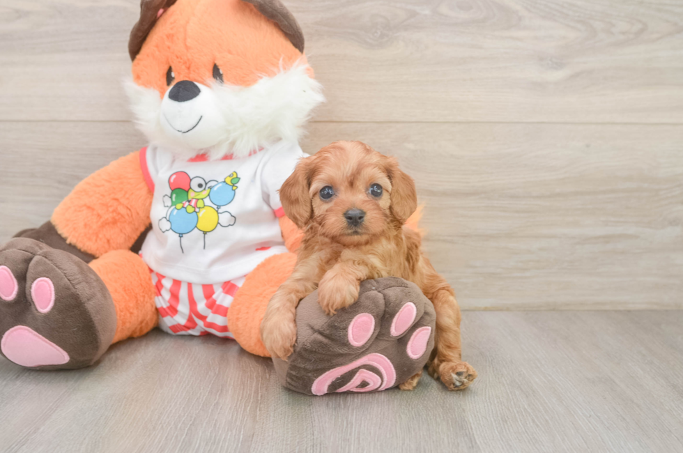 5 week old Cavapoo Puppy For Sale - Pilesgrove Pups