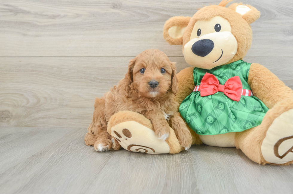 6 week old Cavapoo Puppy For Sale - Pilesgrove Pups