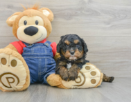 7 week old Cavapoo Puppy For Sale - Pilesgrove Pups