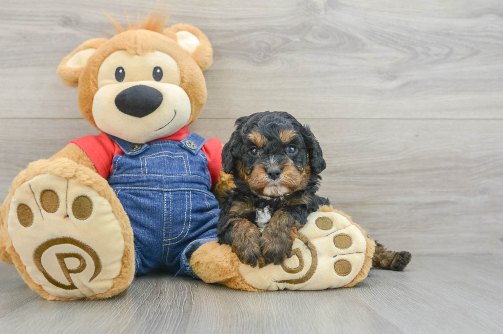 5 week old Cavapoo Puppy For Sale - Pilesgrove Pups