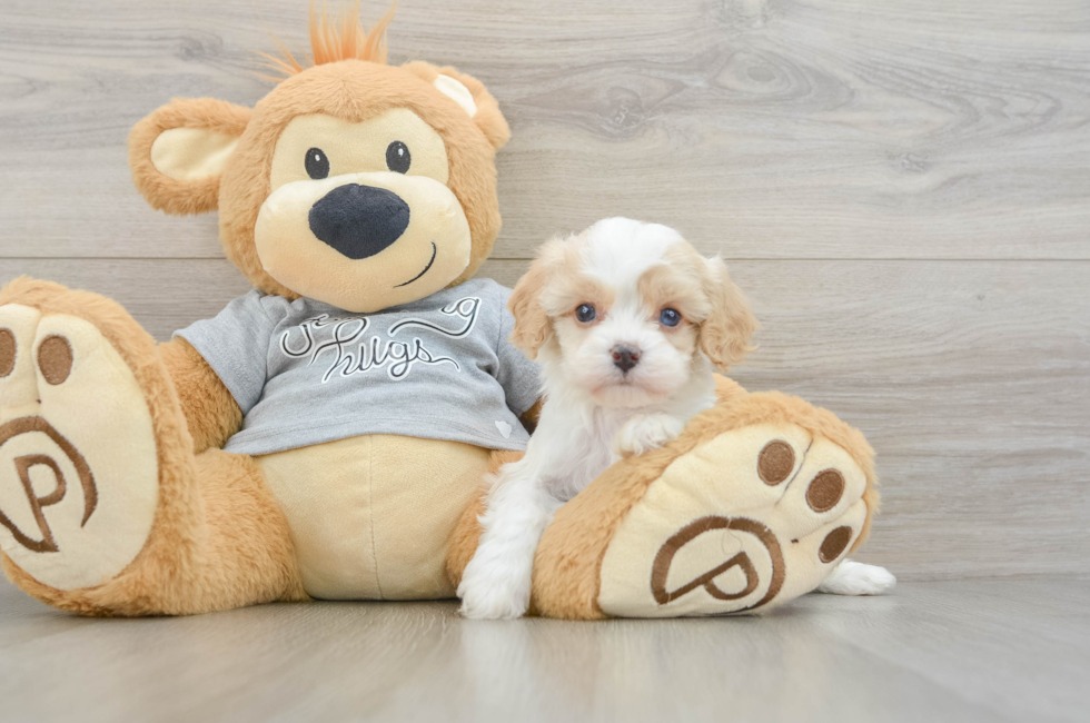5 week old Cavapoo Puppy For Sale - Pilesgrove Pups