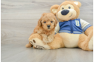 Best Cavapoo Baby
