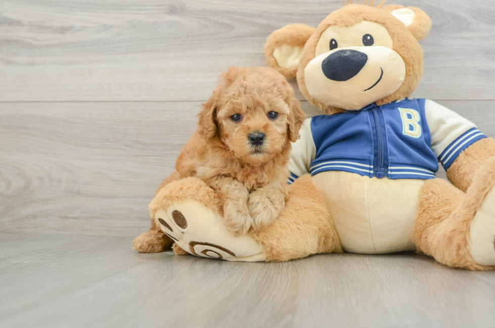 6 week old Cavapoo Puppy For Sale - Pilesgrove Pups