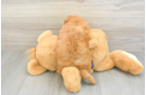 Cavapoo Puppy for Adoption