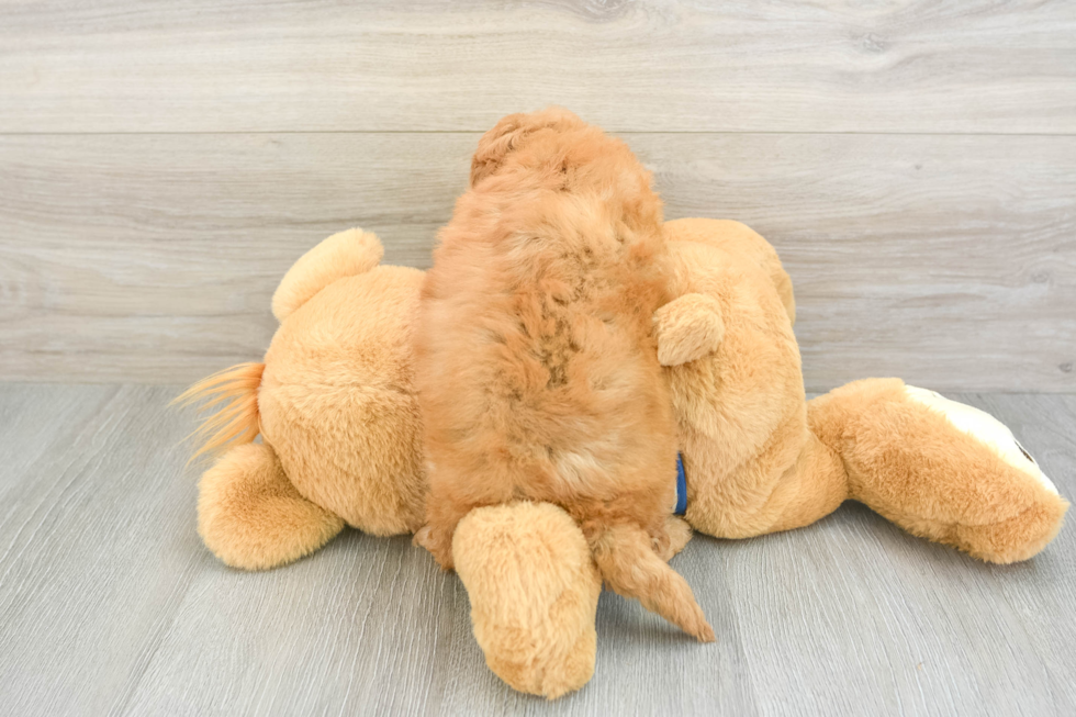 Cavapoo Puppy for Adoption