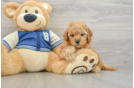 Petite Cavapoo Poodle Mix Pup