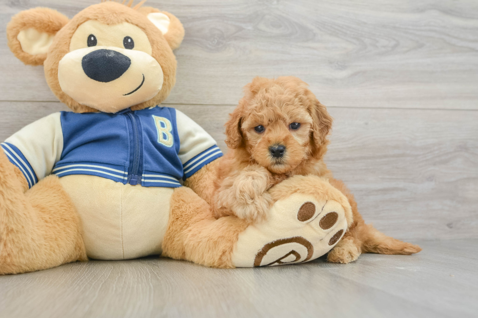 Petite Cavapoo Poodle Mix Pup