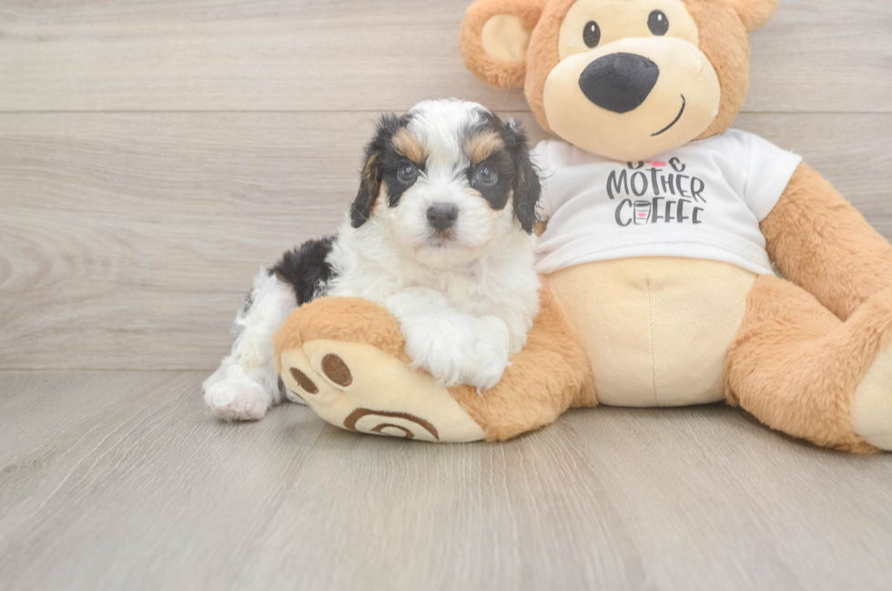5 week old Cavapoo Puppy For Sale - Pilesgrove Pups