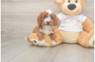 Playful Cavapoodle Poodle Mix Puppy