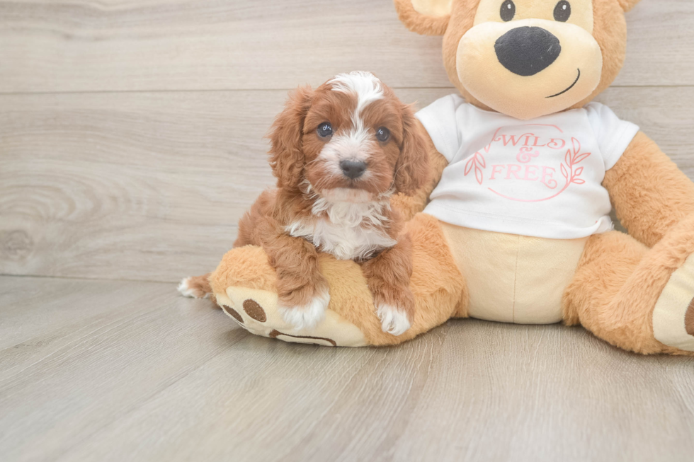 Playful Cavapoodle Poodle Mix Puppy