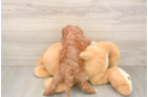 Best Cavapoo Baby