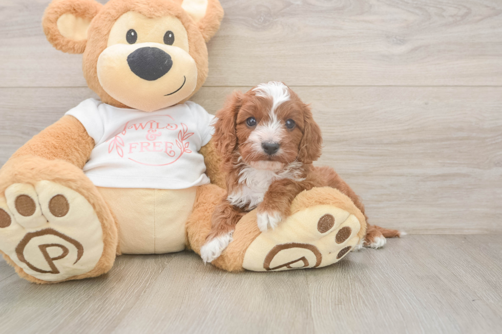 Cavapoo Pup Being Cute