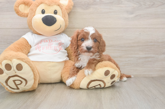 Cavapoo Pup Being Cute