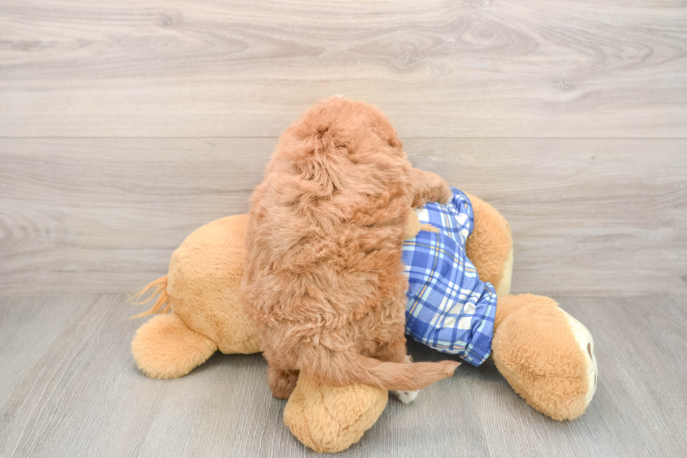 Cavapoo Pup Being Cute