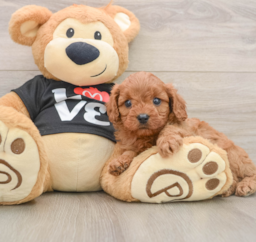 7 week old Cavapoo Puppy For Sale - Pilesgrove Pups