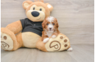Best Cavapoo Baby