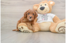 Cavapoo Puppy for Adoption