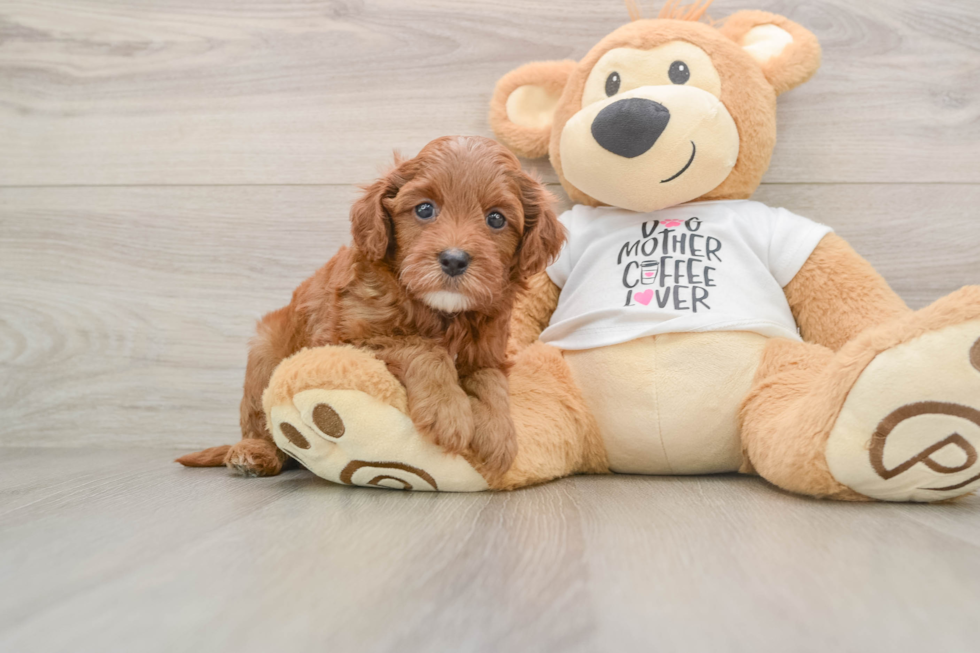 Cavapoo Puppy for Adoption