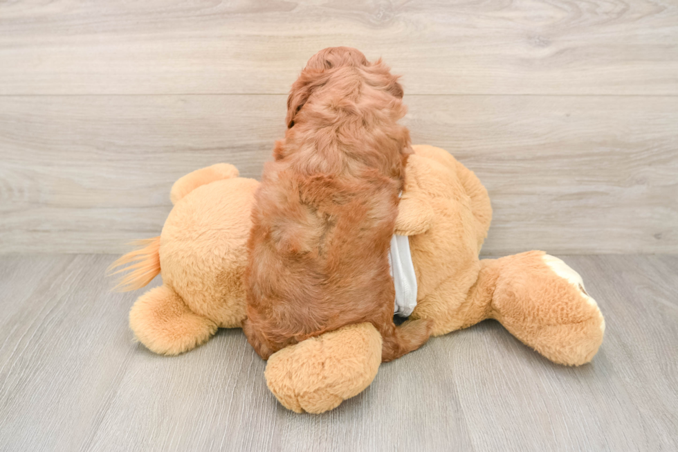 Cavapoo Puppy for Adoption