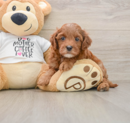 7 week old Cavapoo Puppy For Sale - Pilesgrove Pups