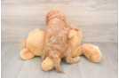 Small Cavapoo Baby