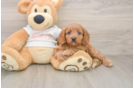 Petite Cavapoo Poodle Mix Pup