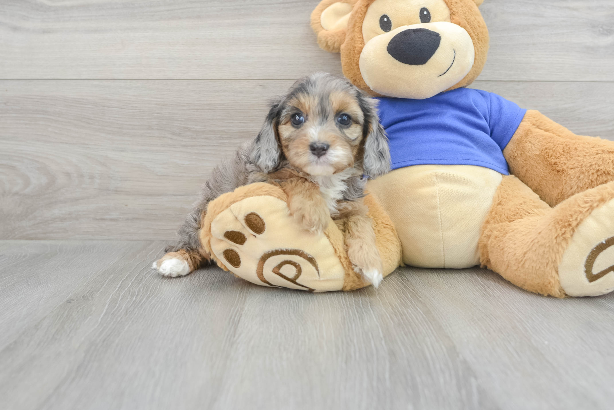 Cavapoo Yoga: 2lb 10oz Doodle Puppy