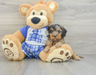 8 week old Cavapoo Puppy For Sale - Pilesgrove Pups