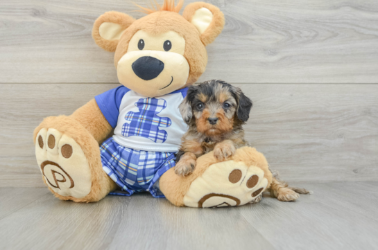 Cavapoo Pup Being Cute