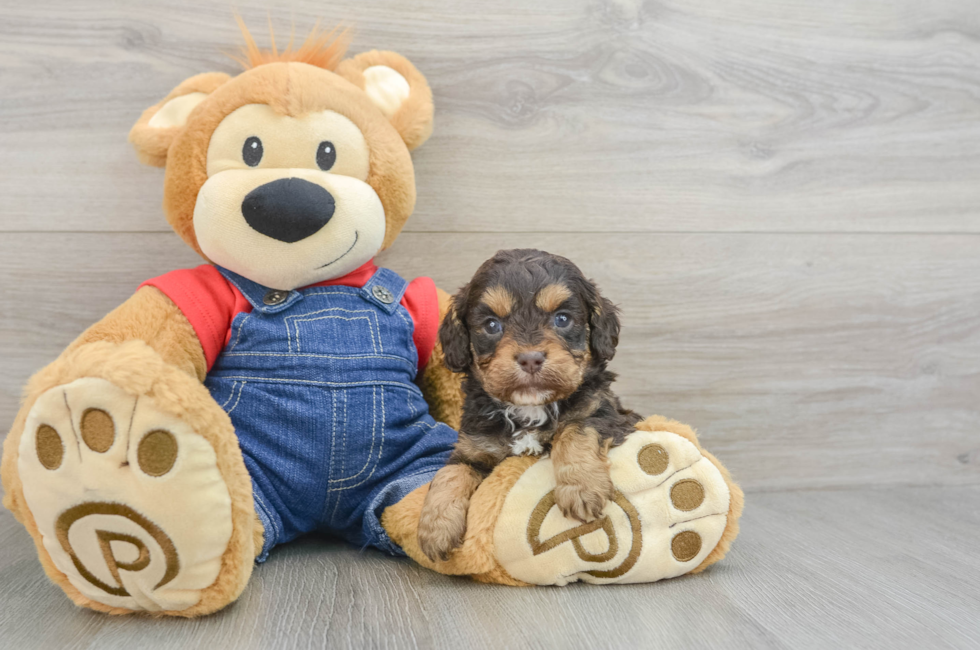 5 week old Cavapoo Puppy For Sale - Pilesgrove Pups