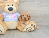 8 week old Cavapoo Puppy For Sale - Pilesgrove Pups