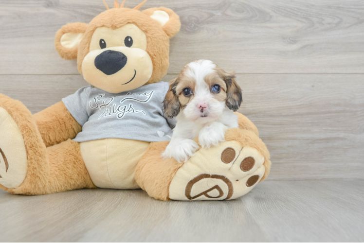 Cavapoo Puppy for Adoption
